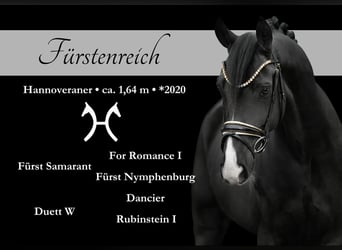 Hannover, Castrone, 5 Anni, 164 cm, Morello, in Wehringen