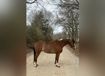 Pura sangre inglés, Caballo castrado, 8 años, 152 cm, Castaño rojizo, in Carnesville,