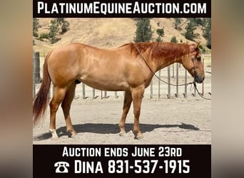 American Quarter Horse, Wallach, 7 Jahre, 163 cm, Falbe, in Paicines CA,