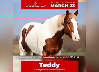 American Paint Horse, Wallach, 7 Jahre, 157 cm, Schecke, in Ripley