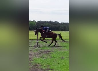 Reit/Pflegebeteiligung (Reiter sucht Pferd)