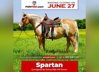 Quarter pony, Hongre, 12 Ans, Palomino, in Valley Springs, SD,