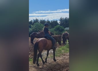 Reitbeteiligung gesucht