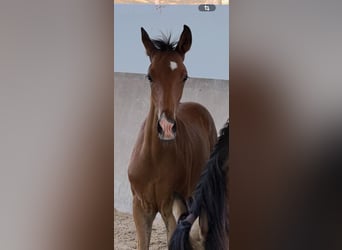 Lusitanos, Hengst, Fohlen (05/2026), 160 cm, Brauner, in Vila Viçosa