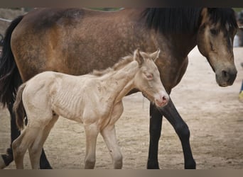 PRE, Stallion, Foal (04/2024), Perlino, in Alcoi/Alcoy,