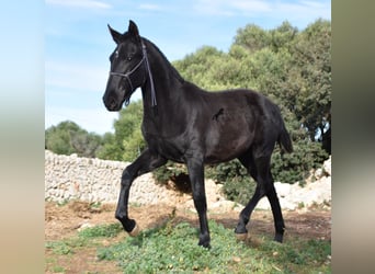 Menorquin, Mare, 1 year, 16 hh, Black, in Menorca,