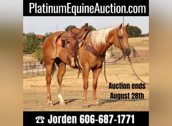 Quarter horse américain, Hongre, 10 Ans, 155 cm, Palomino, in Cleburne Tx,