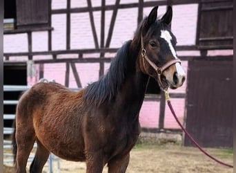 Hannoveraner, Hengst, 1 Jahr, Brauner, in Hessisch Lichtenau