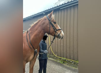 Suche eine Reitbeteiligung  