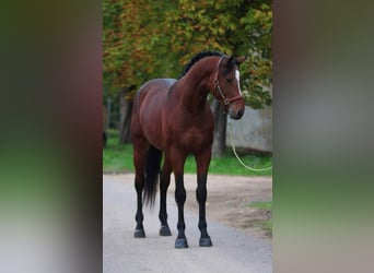 KWPN, Stallion, 3 years, 16.1 hh, Bay-Dark, in Kecskemet