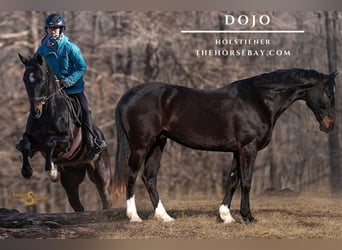 Holsteiner, Wallach, 10 Jahre, 163 cm, Rotbrauner, in Bogard, MO