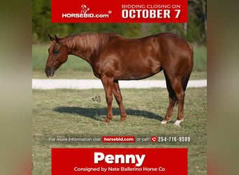 Quarter horse américain, Jument, 5 Ans, 145 cm, Rouan Rouge, in Waco, TX,