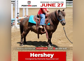 Plus de poneys/petits chevaux, Hongre, 13 Ans, 102 cm, Bai, in Allentown, NJ,