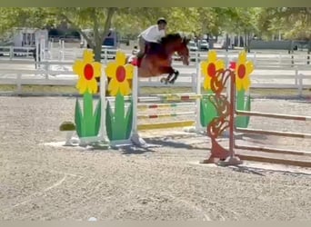 Hannoveraner, Wallach, 10 Jahre, 170 cm, Rotbrauner, in Fort Lauderdale, fl,