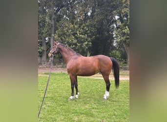 KWPN, Castrone, 13 Anni, 170 cm, Baio, in Gard