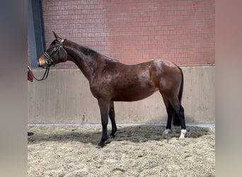 Trakehner, Jument, 9 Ans, 167 cm, Bai, in Rondeshagen,