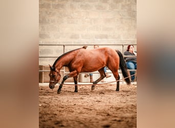 American Quarter Horse, Stute, 4 Jahre, 149 cm, Brauner, in Schönkirchen