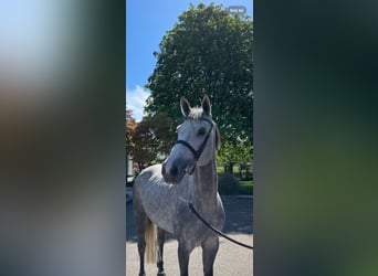 KWPN, Mare, 6 years, 16 hh, Gray-Dapple, in GROTE-BOGEL,