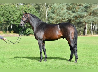 Westphalian, Stallion, 11 years, 16.1 hh, Bay-Dark