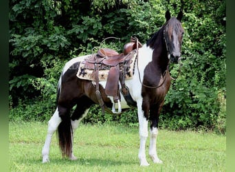 Da Sella Maculato, Castrone, 10 Anni, 152 cm, Tobiano-tutti i colori