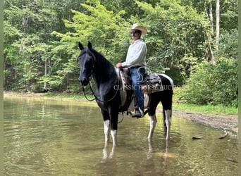 Da Sella Maculato, Castrone, 10 Anni, 152 cm, Tobiano-tutti i colori