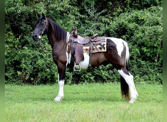 Da Sella Maculato, Castrone, 10 Anni, 152 cm, Tobiano-tutti i colori