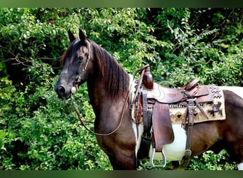 Da Sella Maculato, Castrone, 10 Anni, 152 cm, Tobiano-tutti i colori
