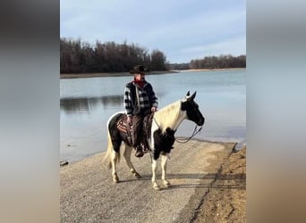 Da Sella Maculato, Castrone, 11 Anni, 157 cm, Tobiano-tutti i colori