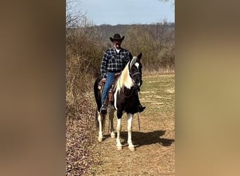 Da Sella Maculato, Castrone, 11 Anni, 157 cm, Tobiano-tutti i colori