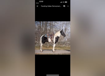 Da Sella Maculato, Castrone, 11 Anni, 157 cm, Tobiano-tutti i colori