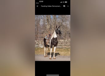 Da Sella Maculato, Castrone, 11 Anni, 157 cm, Tobiano-tutti i colori