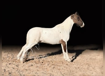 Da Sella Maculato, Castrone, 12 Anni, 142 cm, Grullo