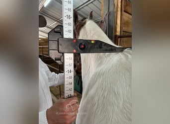 Da Sella Maculato, Castrone, 12 Anni, 142 cm, Grullo
