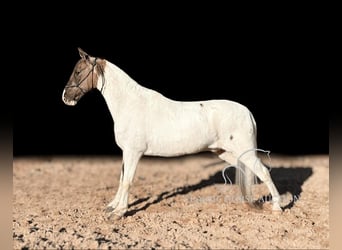 Da Sella Maculato, Castrone, 12 Anni, 142 cm, Grullo