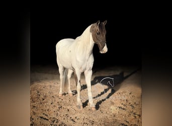 Da Sella Maculato, Castrone, 12 Anni, 142 cm, Grullo