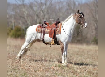 Da Sella Maculato, Castrone, 12 Anni, 142 cm, Grullo