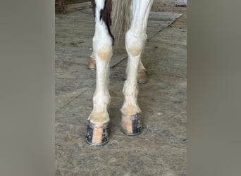 Da Sella Maculato, Castrone, 12 Anni, 142 cm, Grullo