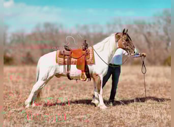 Da Sella Maculato, Castrone, 12 Anni, 142 cm, Grullo