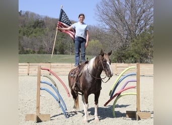 Da Sella Maculato, Castrone, 12 Anni, 152 cm, Pezzato