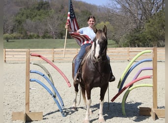 Da Sella Maculato, Castrone, 12 Anni, 152 cm, Pezzato