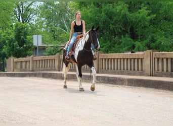 Da Sella Maculato, Castrone, 12 Anni, 165 cm, Tobiano-tutti i colori