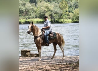Da Sella Maculato, Castrone, 13 Anni, 157 cm, Pezzato