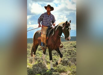 Da Sella Maculato, Castrone, 15 Anni, 155 cm, Tobiano-tutti i colori