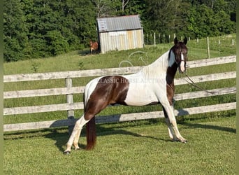 Da Sella Maculato, Castrone, 3 Anni, 152 cm, Tobiano-tutti i colori