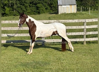 Da Sella Maculato, Castrone, 3 Anni, 152 cm, Tobiano-tutti i colori