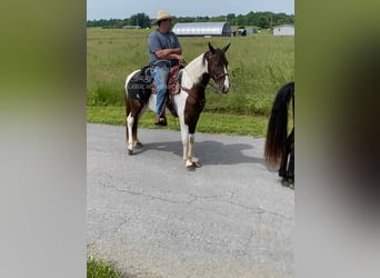 Da Sella Maculato, Castrone, 3 Anni, 152 cm, Tobiano-tutti i colori