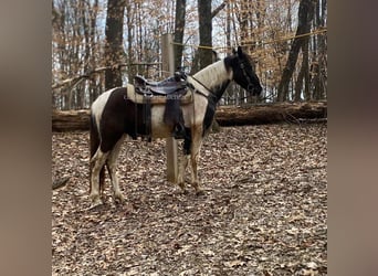 Da Sella Maculato, Castrone, 3 Anni, 152 cm, Tobiano-tutti i colori