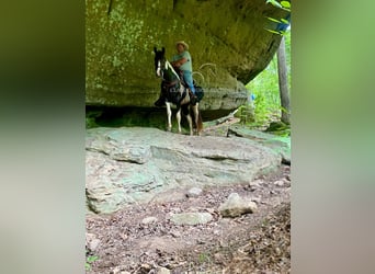 Da Sella Maculato, Castrone, 3 Anni, 152 cm, Tobiano-tutti i colori
