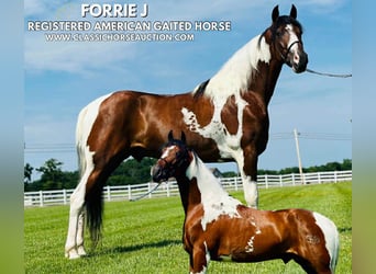 Da Sella Maculato, Castrone, 5 Anni, 142 cm, Tobiano-tutti i colori