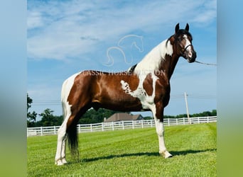 Da Sella Maculato, Castrone, 5 Anni, 142 cm, Tobiano-tutti i colori